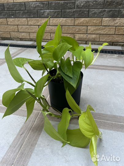 Продам комнатные растения