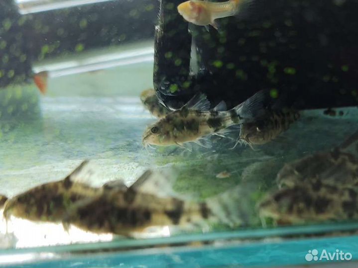 Сомики коридорасы