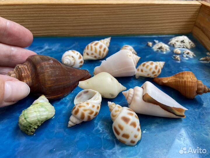 Ракушки в аквариум