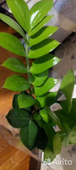 Замиокулькас