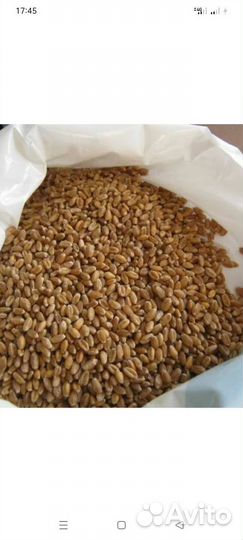 Пшеница яровая