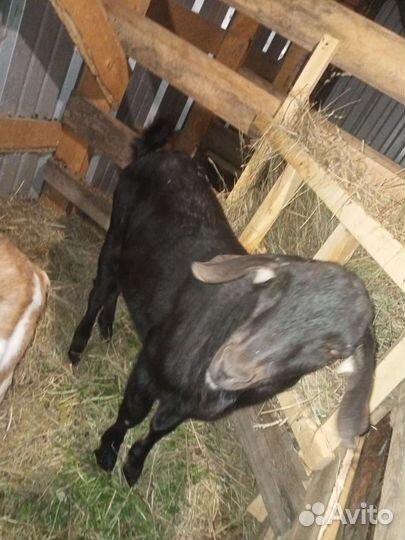 Нубийский козел