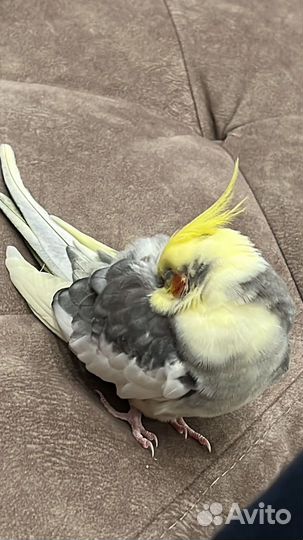 Попугай корелла