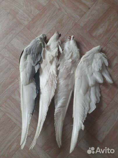 Гусиное крыло