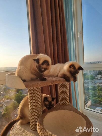 Тайские сиамские котята