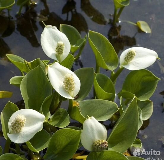 Растения для пруда