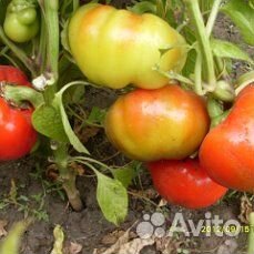 Помидоры,щавель,укроп,перец крупный болгарский