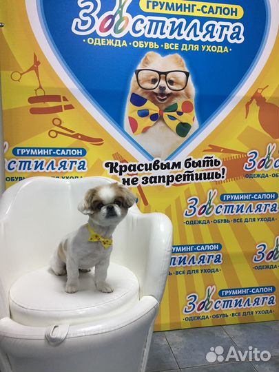 Профессиональная стрижка собак и кошек г. Братск