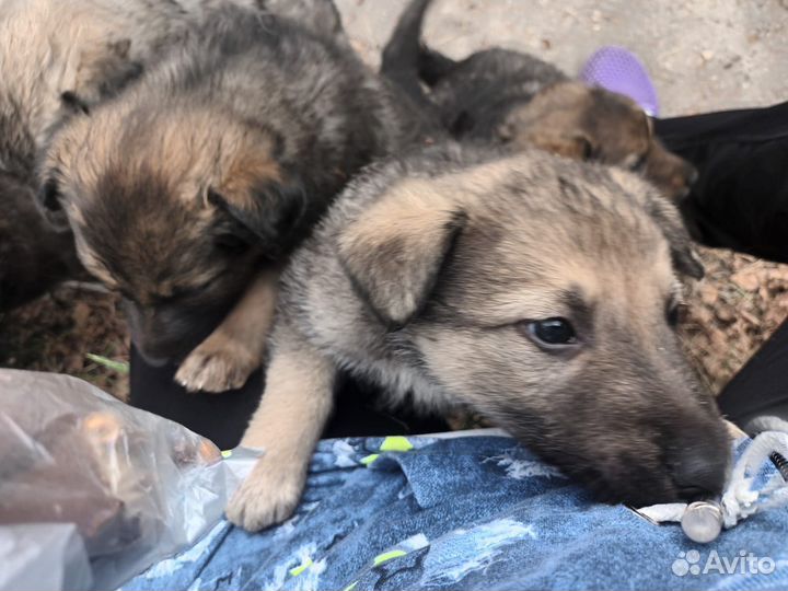 Щенки бесплатно