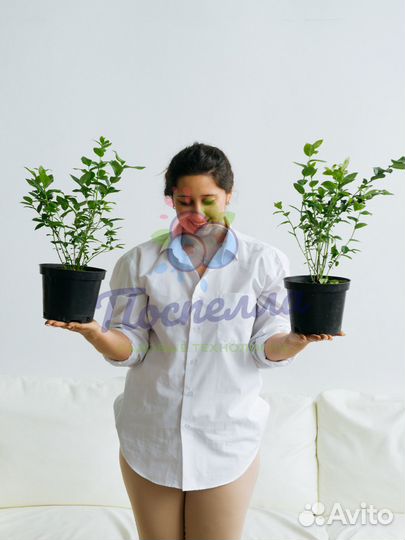 Саженцы голубики разных сортов