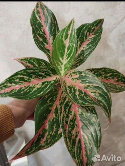 Аглаонема, калатея, батерфляй и др