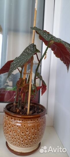 Бегония, фуксия