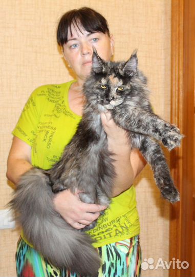 Кошки мейн-кун