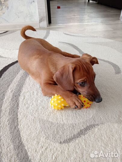 Щенок таксы