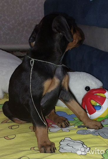 Щенки добермана