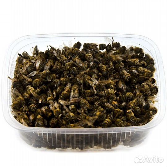 Пчёлы подмор