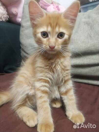 Отдам котенка в добрые руки