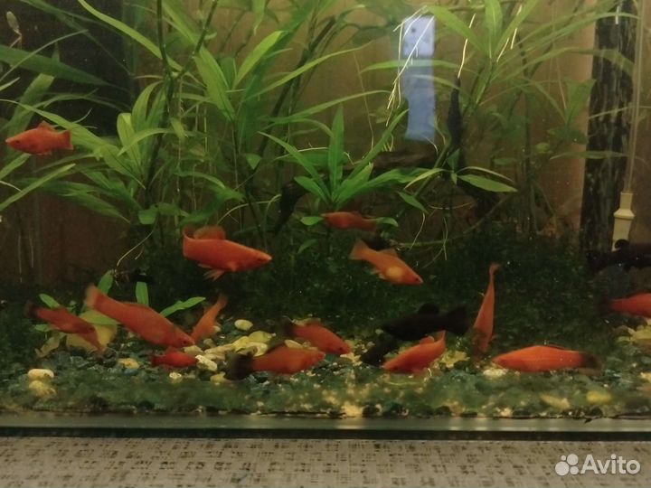 Аквариумные рыбки