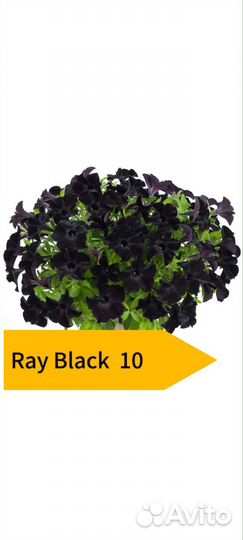 Вегетативная петуния