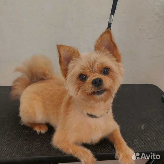 Стрижка собак (грумер)