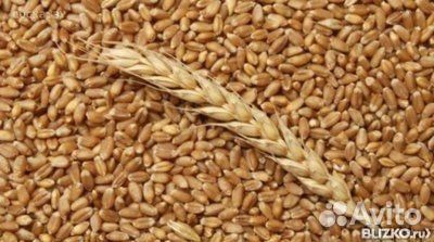 Пшеница, овес