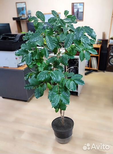 Кофе арабика комнатное растение