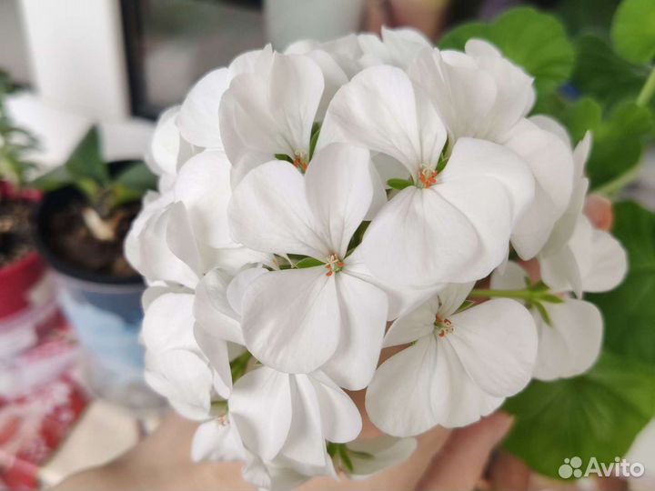 Герань (пеларгония)