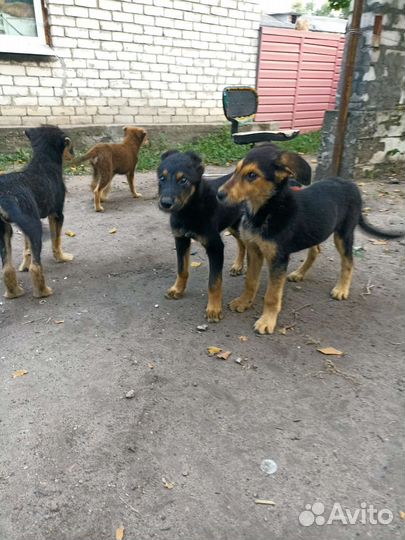 Собаки бесплатно