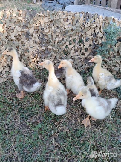 Гусята подрощенные 2 недели