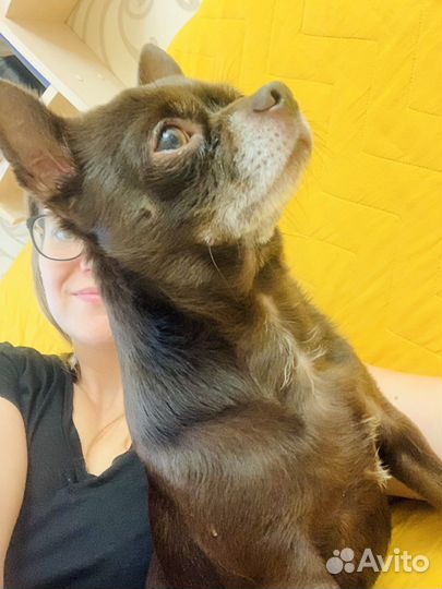 Зооняня (передержка домашних любимцев)