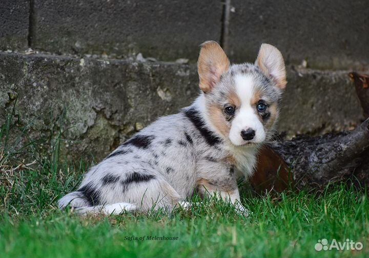 Щенки корги кардиган