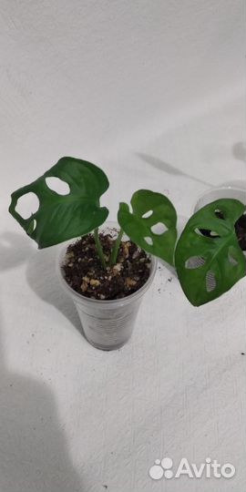 Монстера манки маск