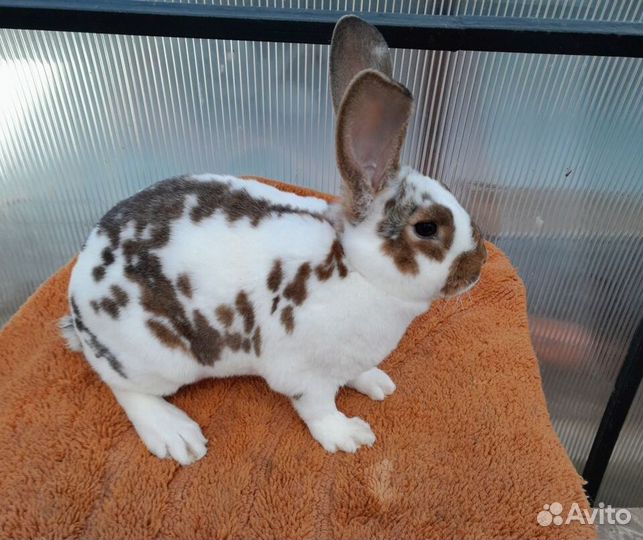 Кролики рекс