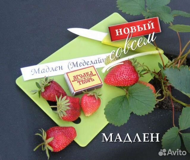 Рассада клубники, овощей, голубика, жимолость, еже