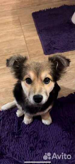 Отдадим собачку в добрые руки