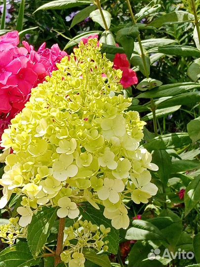 Гортензия метельчатая черенки