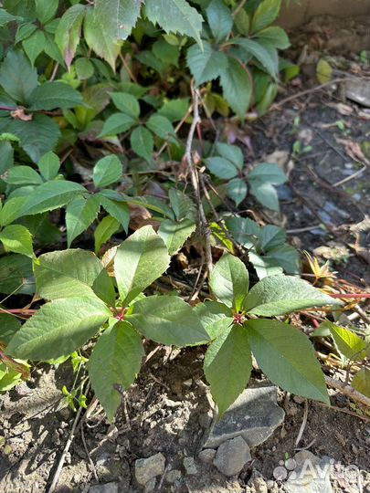 Виноград декоративный быстрорастущий