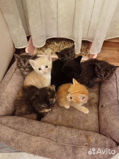 Котята в добрые руки