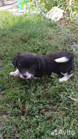 Щенок от маленькой собаки