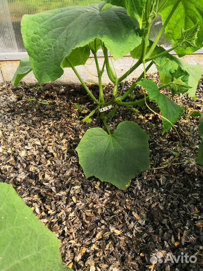 Грибные блоки