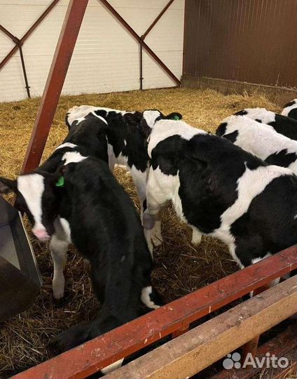 Телята бычки