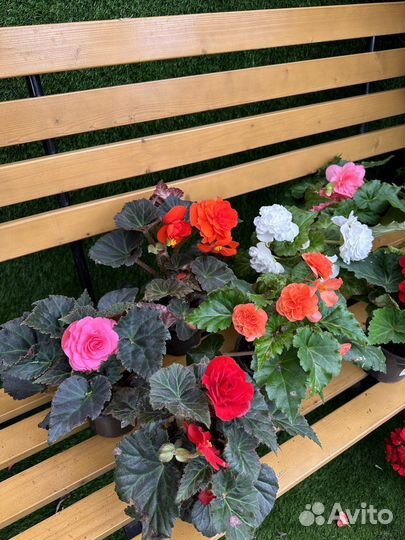 Бегония клубневая для озеленения