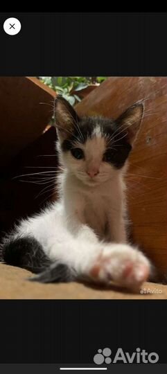 Котенок (девочка)