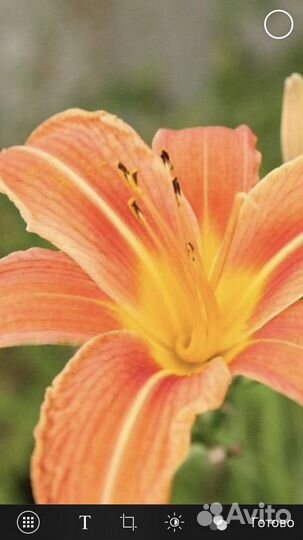 Многолетники