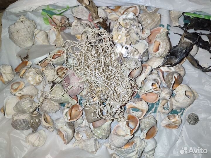 Ракушки, пемза