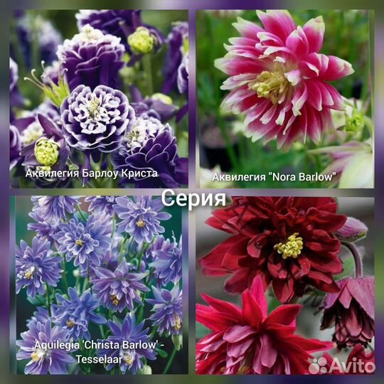 Акилегии серии Берлоу