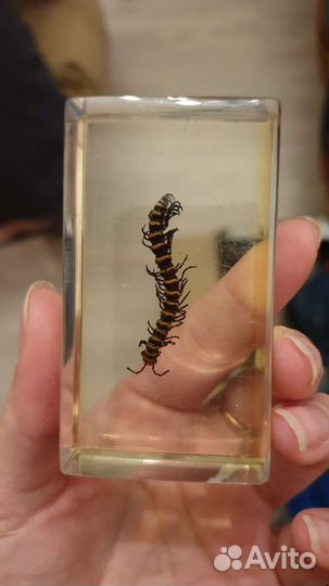 Насекомые и их знакомые