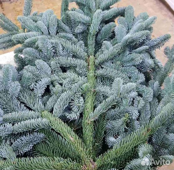 Ветки еловые