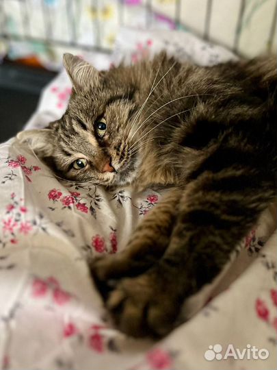 Кошечка в добрые руки