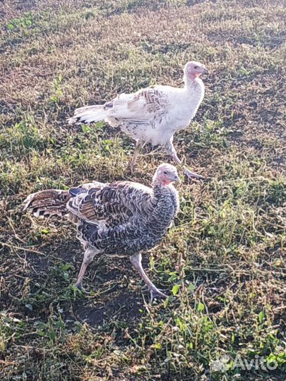 Индюки индюшата